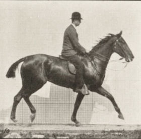 Plate 598 'Daisy' trotting, saddled — figure reference